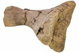 Partial Hadrosaur (Edmontosaurus) Metatarsal (IV) - Wyoming #233813-1